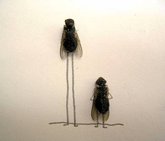 Dead House Fly Art Humor