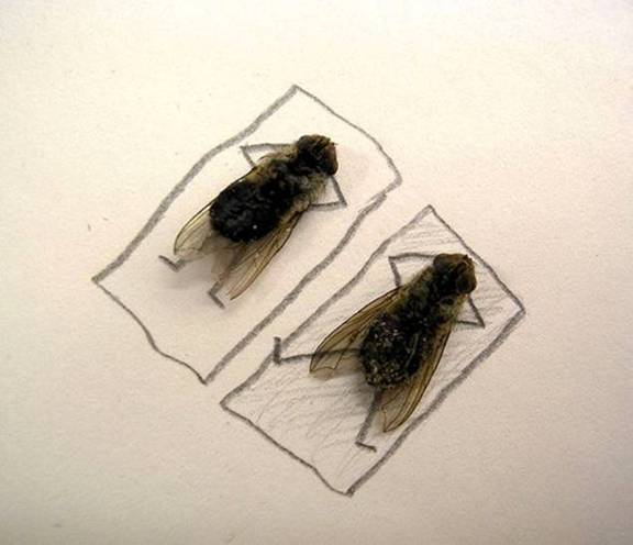 Dead House Fly Art Humor