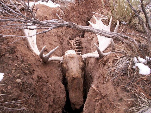 Moose That Fell Into A Crack