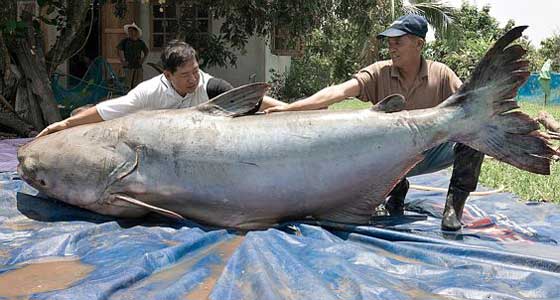 Thai catfish